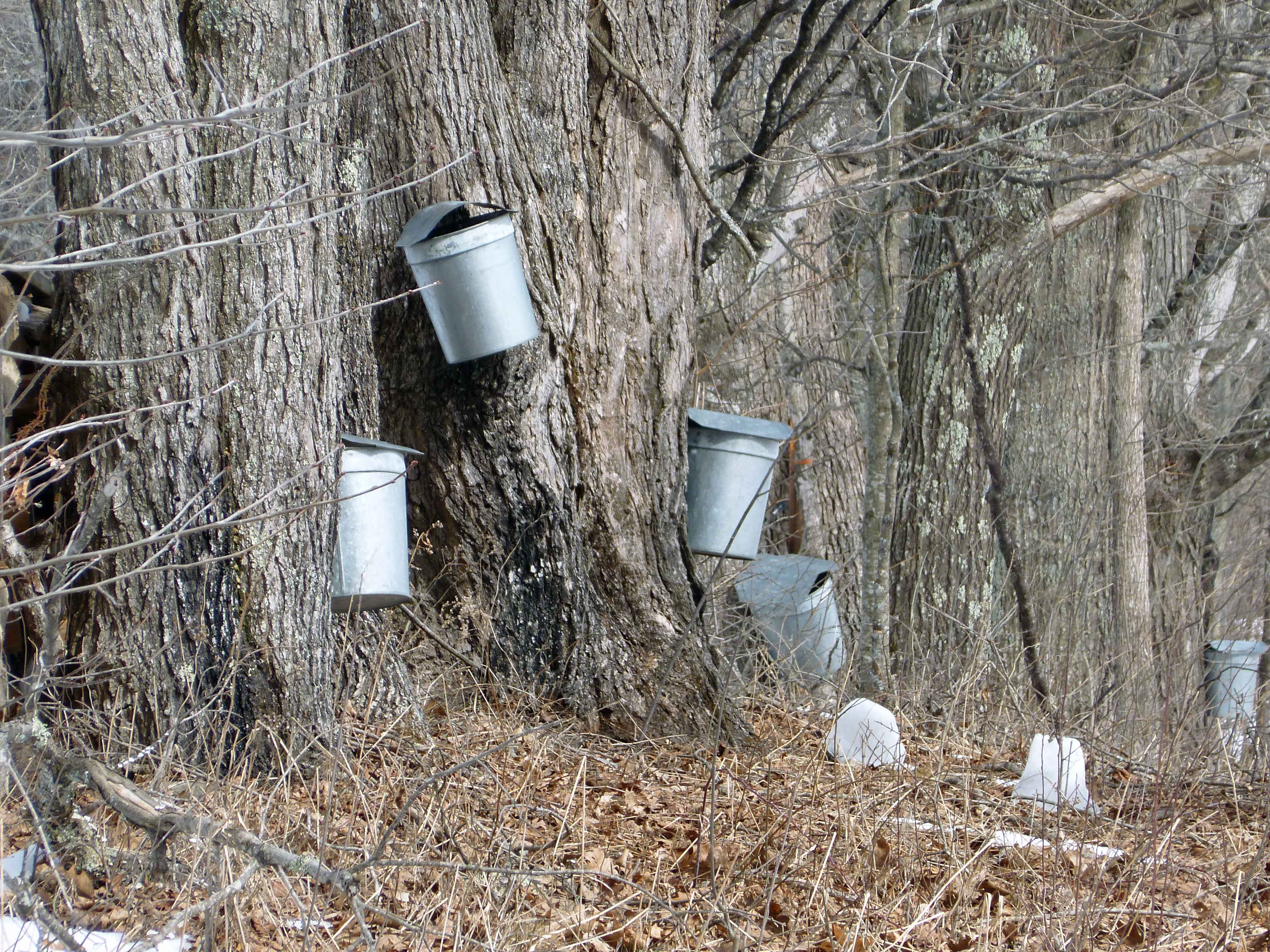 Old-School Sap Buckets