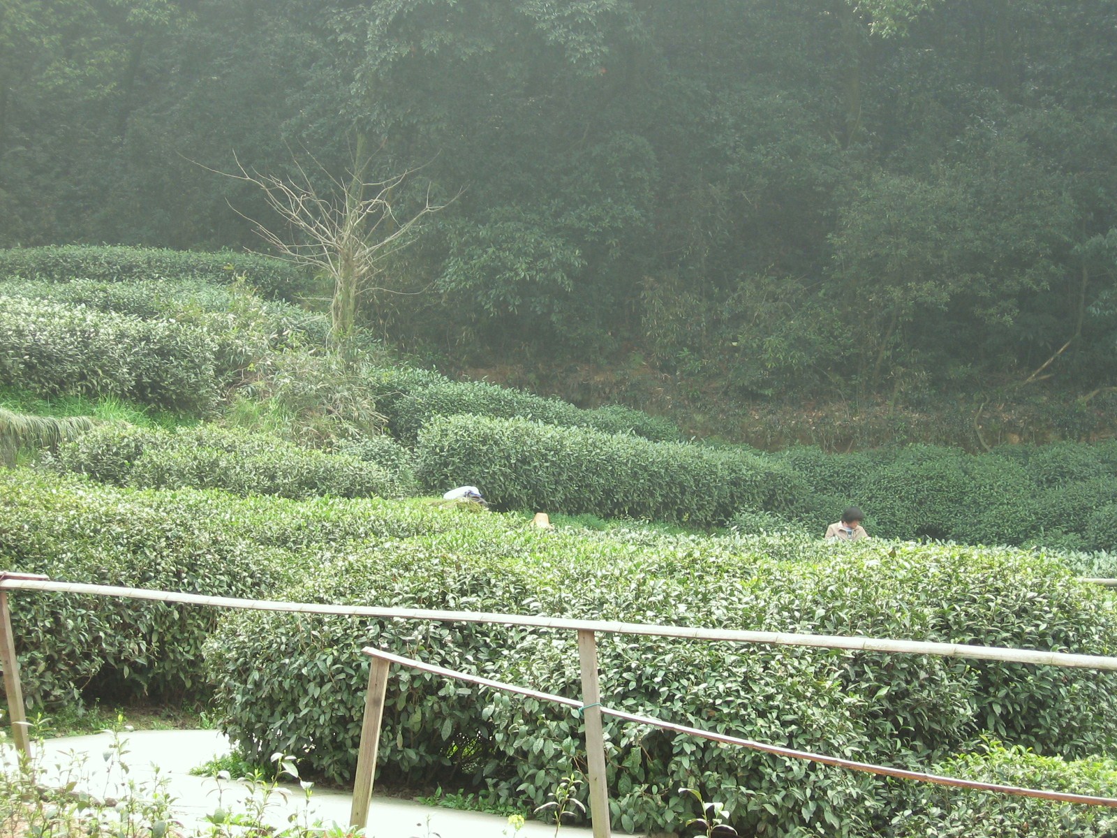 Tea bushes, near Suzhou, China