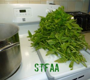 Green basil after trimming out woody stems and discolored leaves