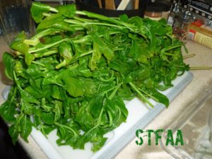 All green basil after blanching and cooling