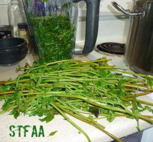 Basil leaves in blender after being stripped from stems