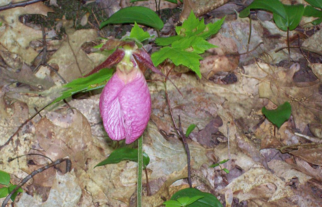 Lady Slipper as we wait for spring in NH while putting up with another snow storm