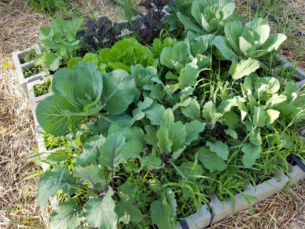 One of the raised garden beds made with cement blocks