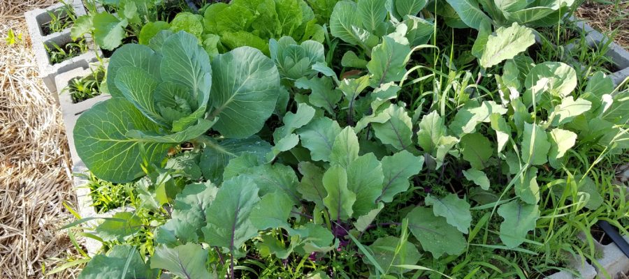 WW: Gardening due to Food Allergies – Planning your Garden & Starting Seedlings