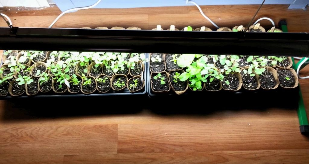 Seedlings under light