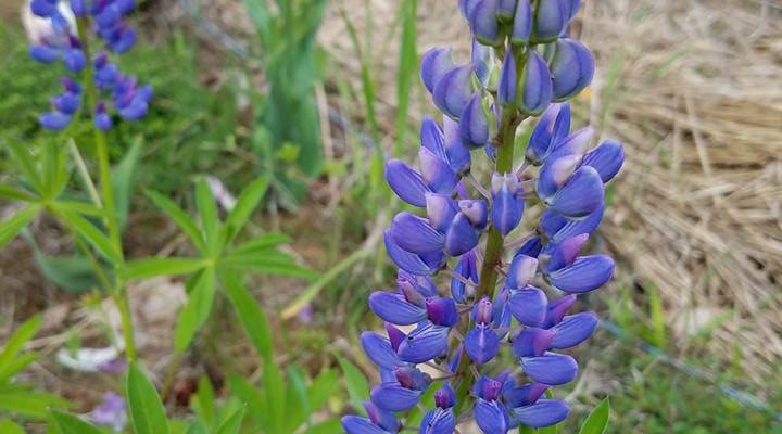 Lupins grown from seed in Denise's side garden