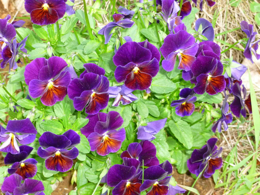 Flowers in Denise's backyard