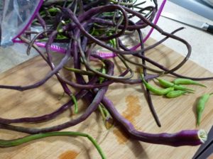 Dragontail and regular radish seed pods