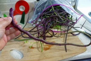 Dragontail and regular radish seed pods