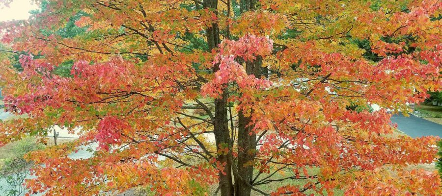 Fall on Denise's front lawn