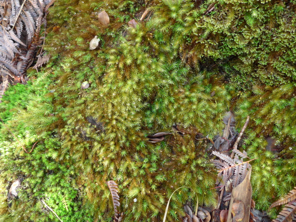 Loads of bright green mosses (or moss-like plants -- I'm not a biologist) from a Hawai'i rainforest