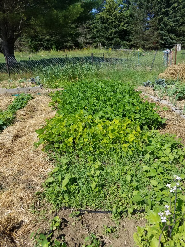 Green beans, soybeans and radishes in last years garden