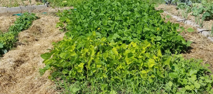 Green beans, soybeans and radishes in last years garden