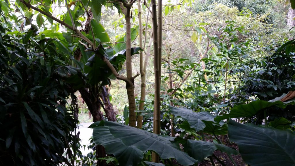 Photo of verdant rain forest with lush green leafy trees. Not a botanist.